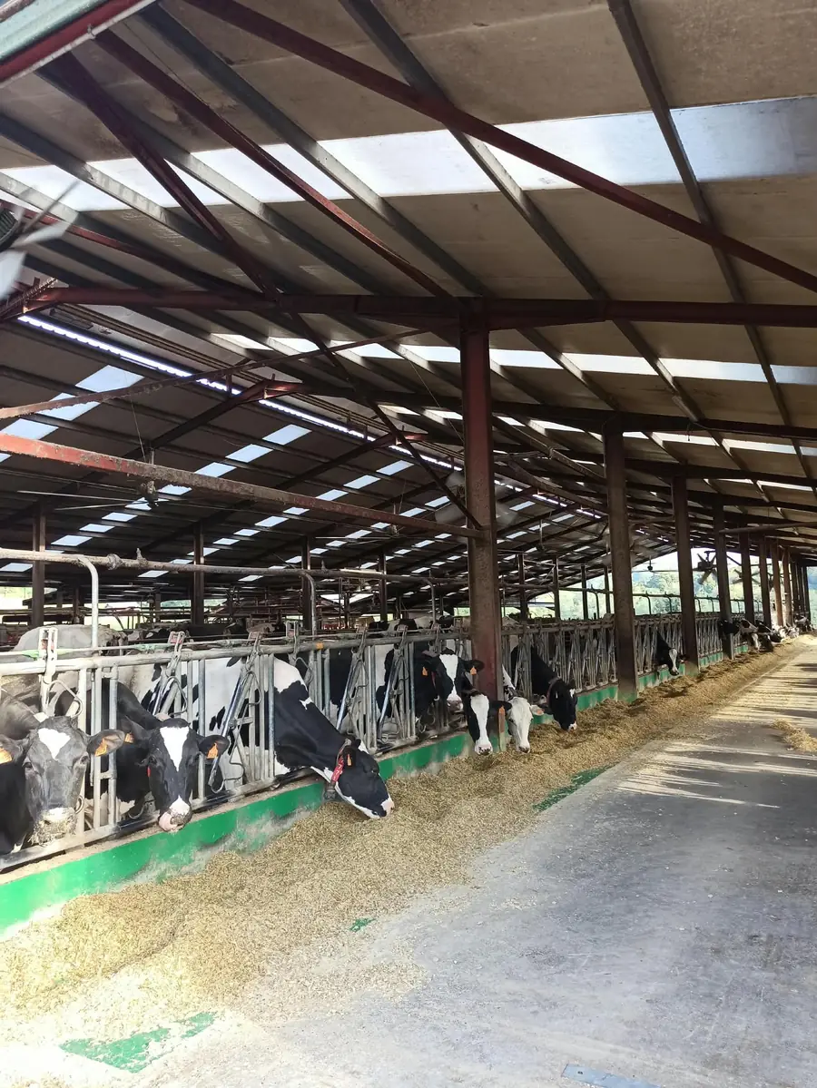 Vacas Holstein comiendo en el frente de comedero con cornadizas de la explotación Bezenartea