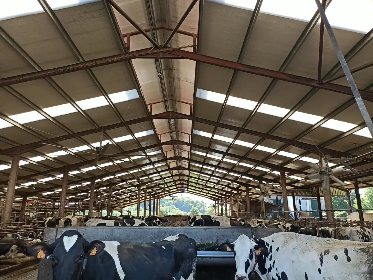 Interior de la nave de cubículos ventilada de SAT Bezenartea con vacas Holstein en el comedero