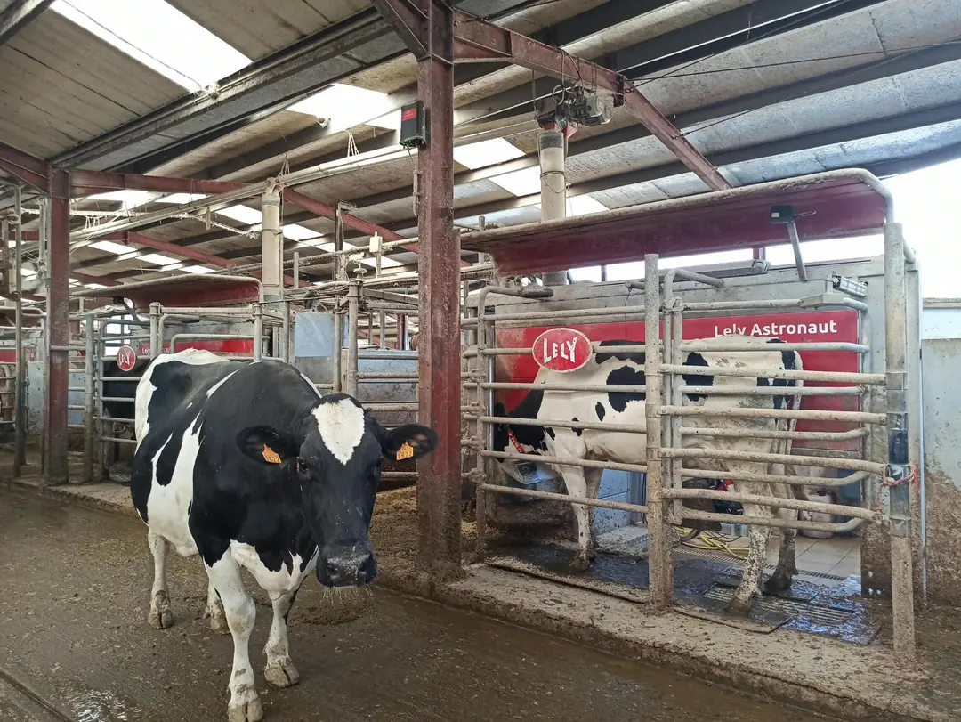 Vaca Holstein en un robot de ordeño Lely Astronaut de SAT Bezenartea