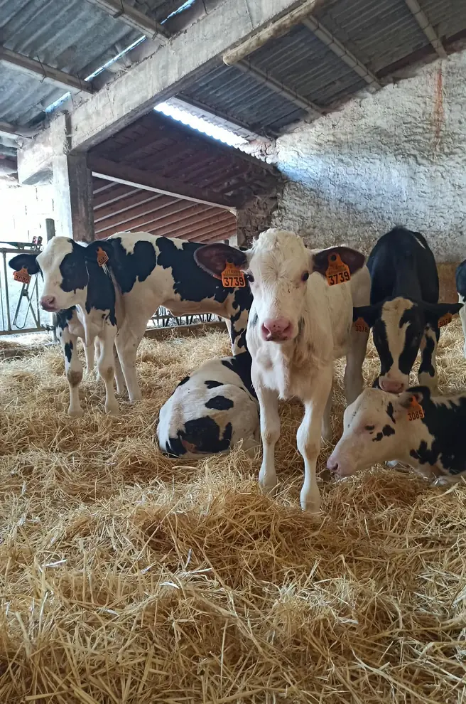 Terneras Holstein de recría en cama de paja en las instalaciones de SAT Bezenartea