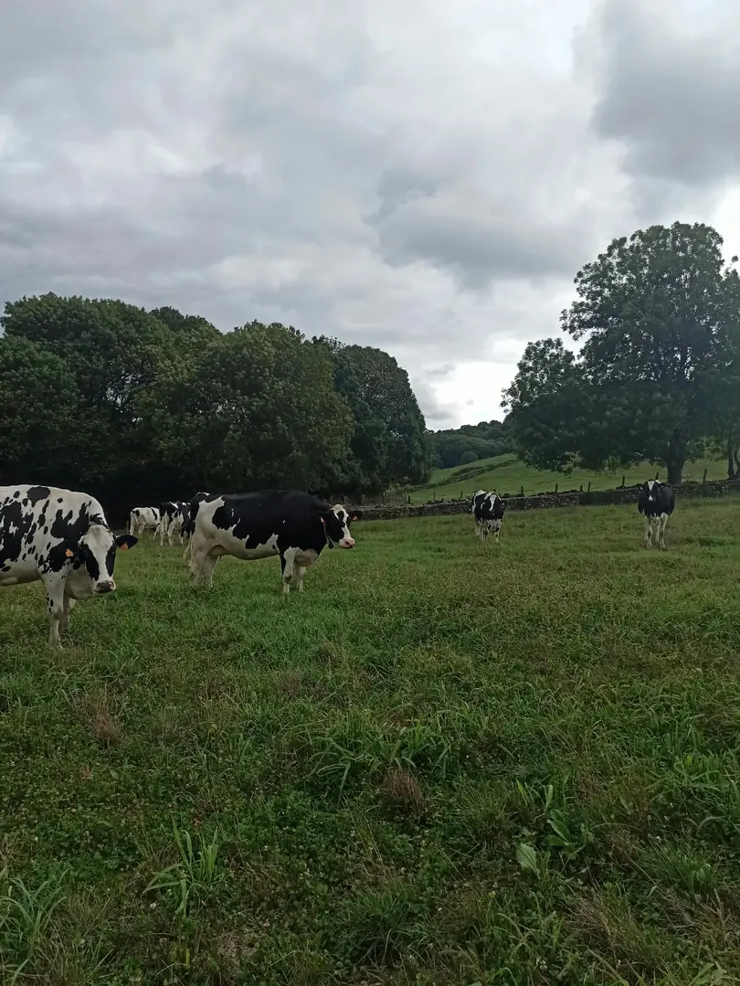 Vacas Holstein pastando en las praderas de SAT Bezenartea en Baztan